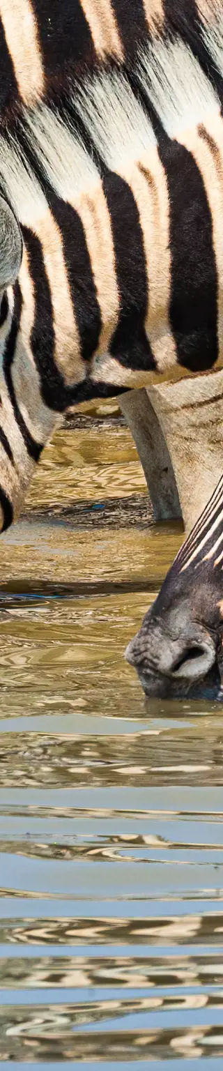 Erkunde den Kgalagadi Transfrontier Park mit deinem 4x4